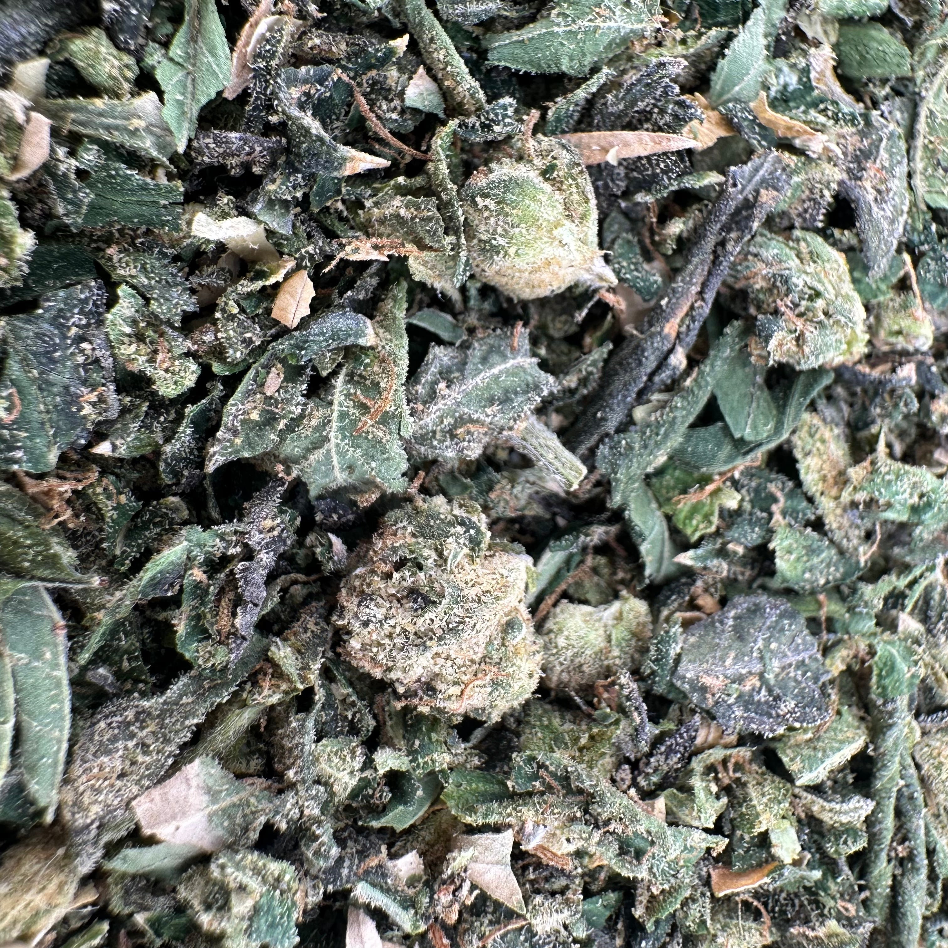 Lemon Cherry Gelato Shake Wholesale