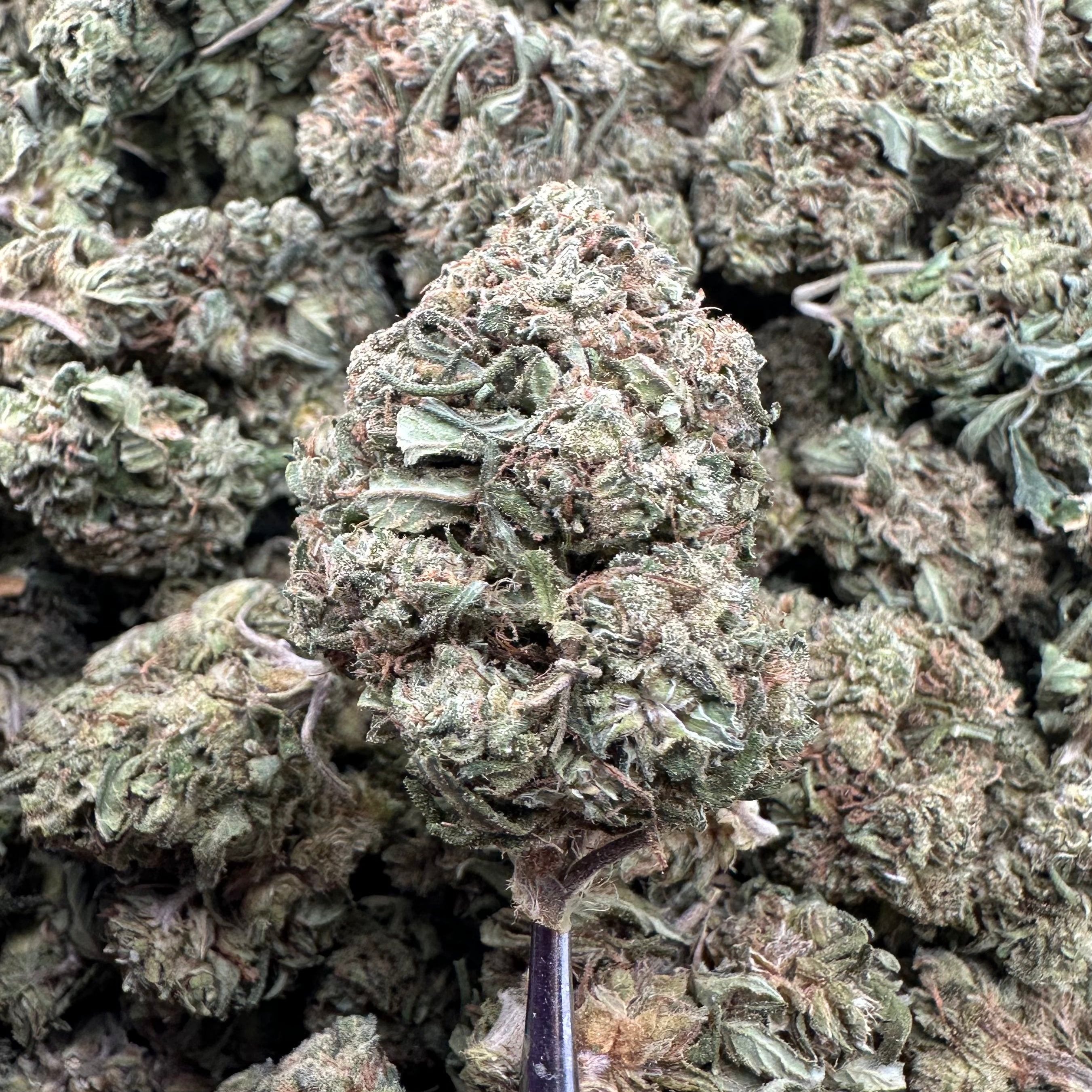 (Cheap Ounce)White Widow Flower