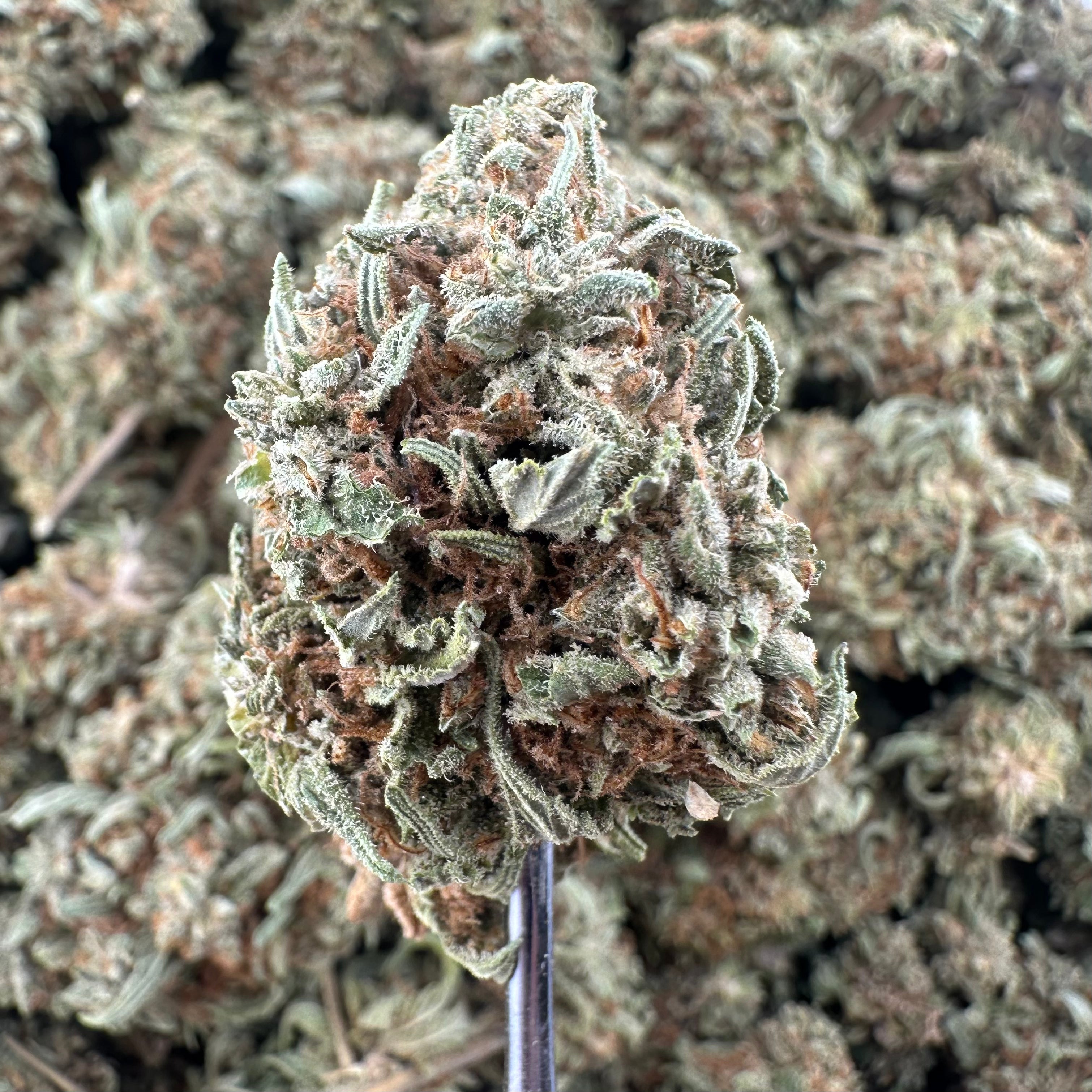 (BOGO)Thai Stick 14G Flower - Garden II