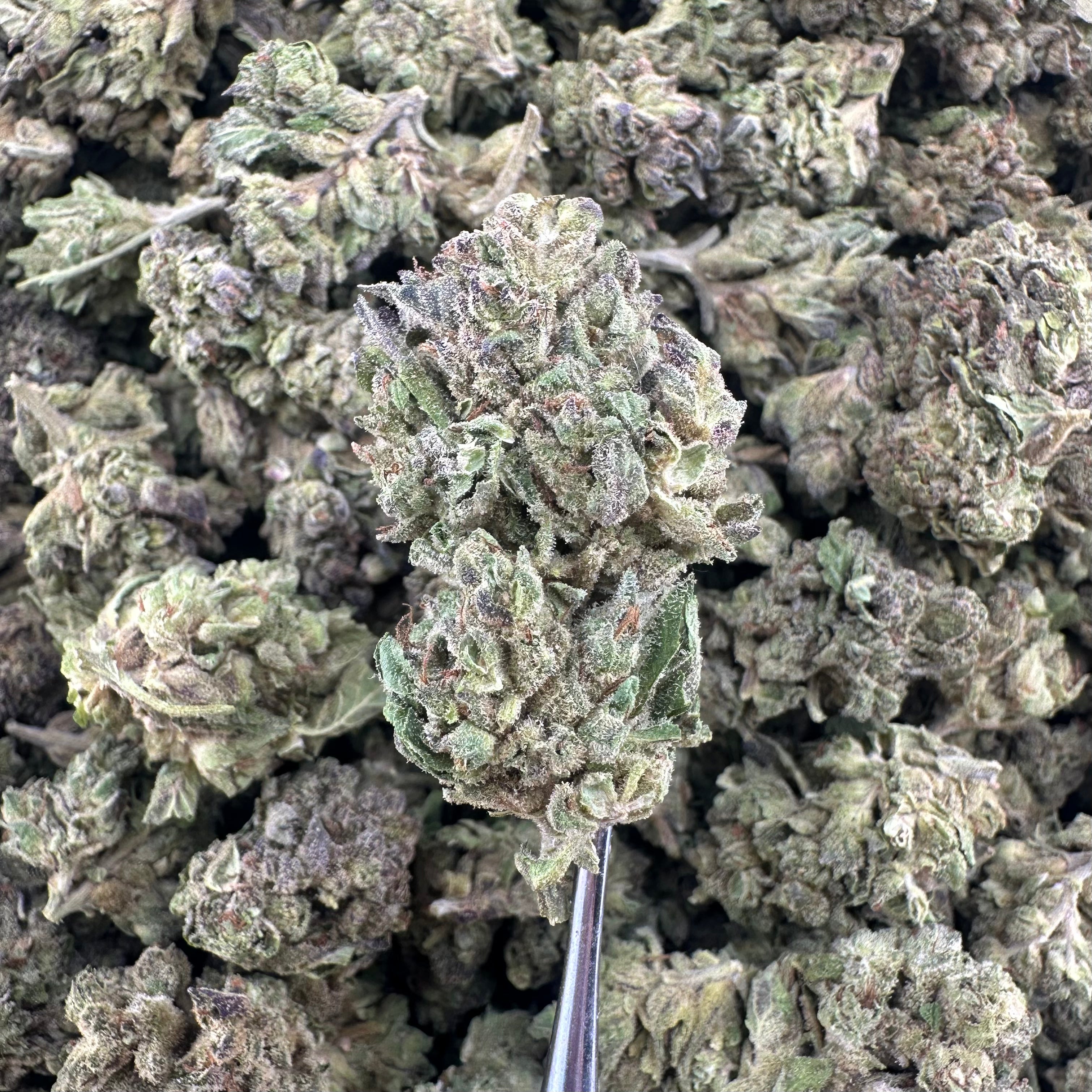 (BOGO)Columbia Gold 14G Flower - Garden II