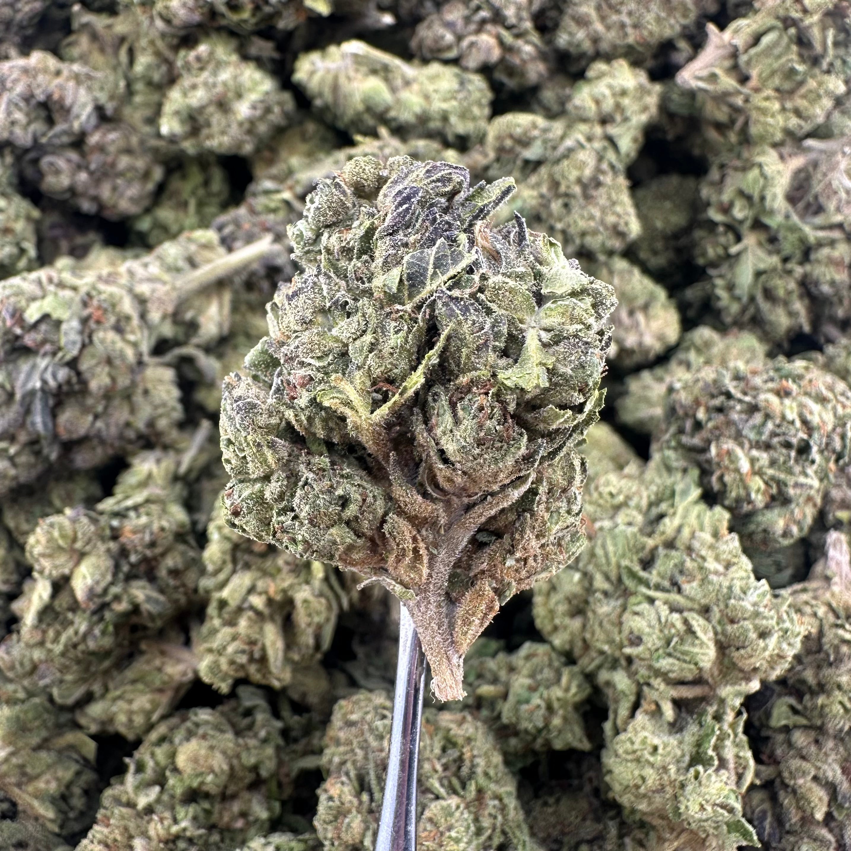 (BOGO)Ice Cream Cake 14G Flower - Garden II