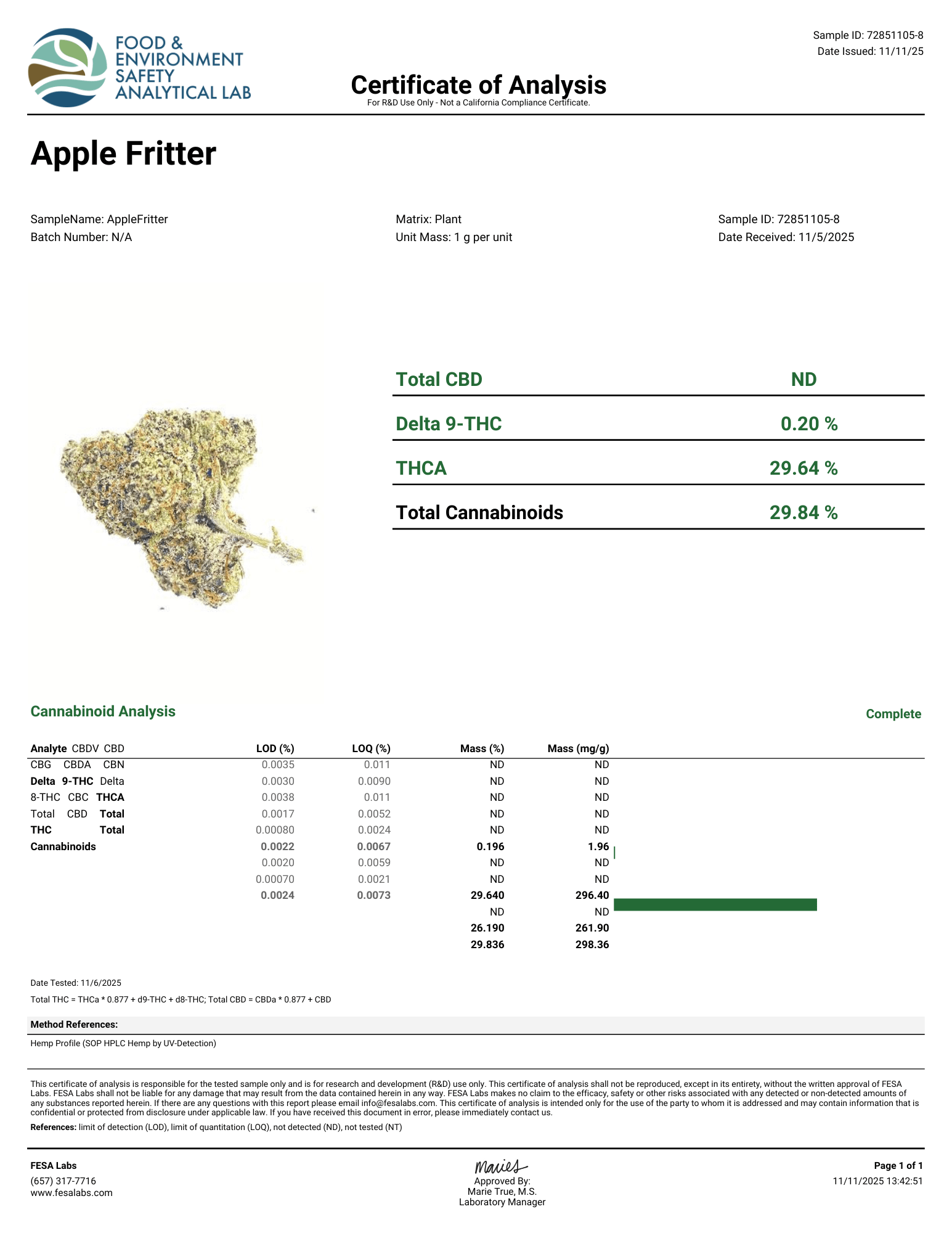 Apple Fritter Flower Wholesale