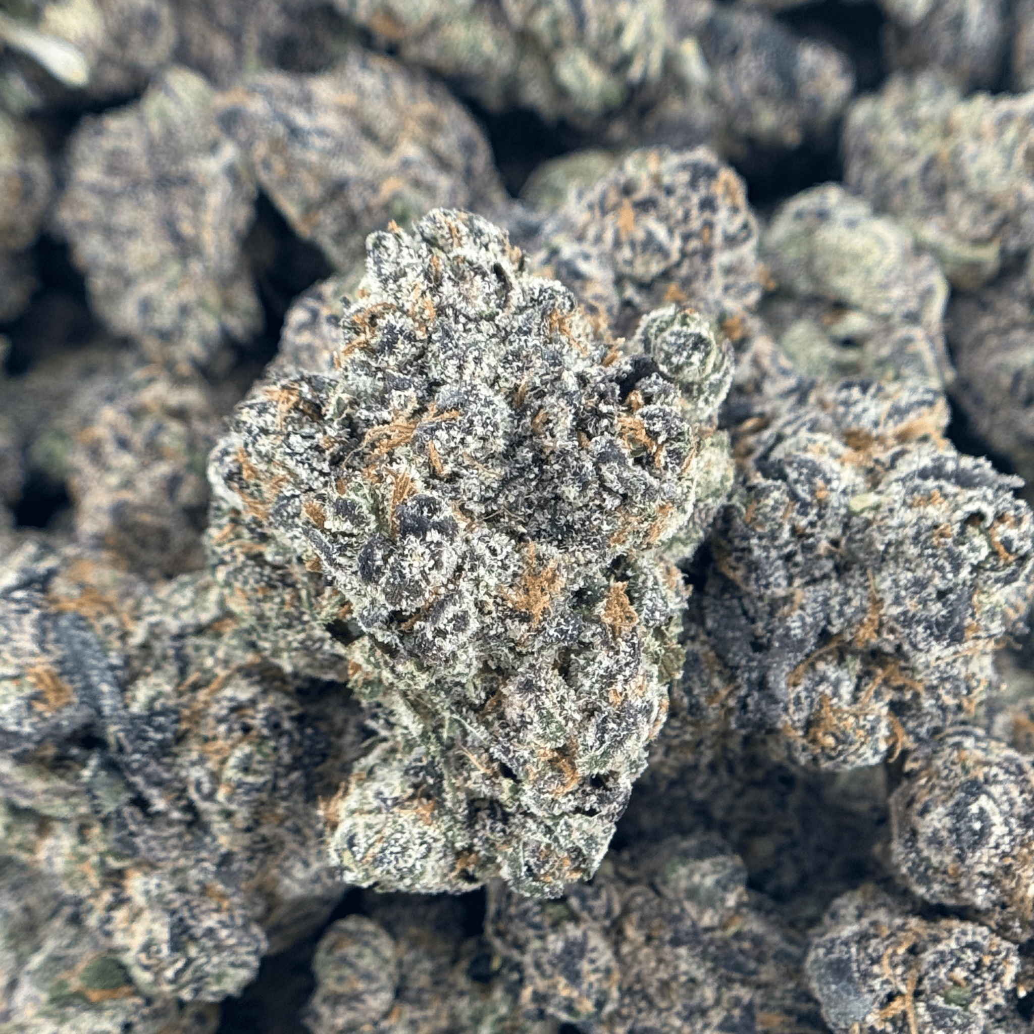 Blue Dream Flower Wholesale