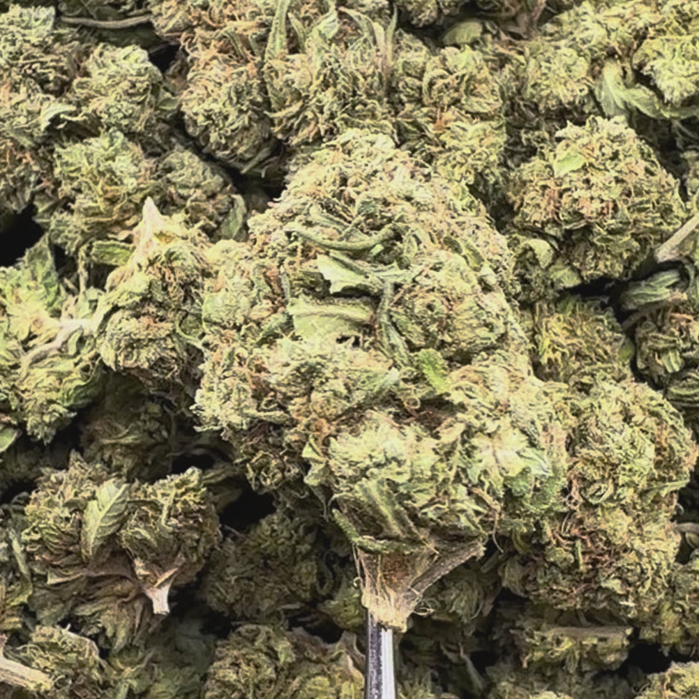 (Cheap Ounce)White Widow Flower